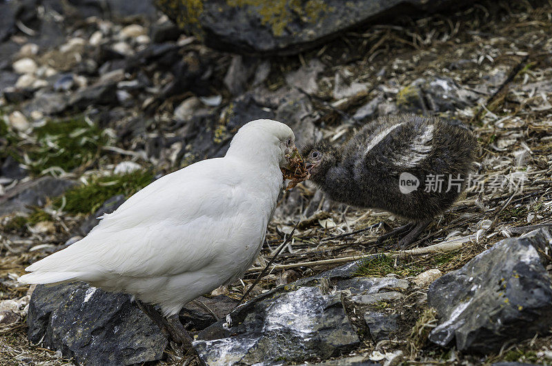 雪舌鸟(Chionis albus)，也被称为大舌鸟、白脸舌鸟和稻舌鸟。汉娜角，利文斯顿岛，南设得兰群岛，南极洲。成人和小鸡。